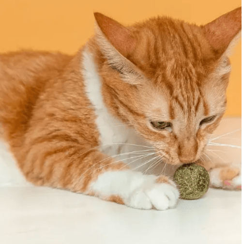 Brinquedo Bolinhas Cat Nip Gatex com 5 Unidades
